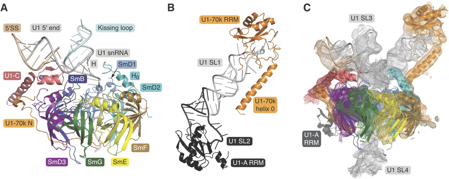 RCSB PDB - 4WZJ: Spliceosomal U4 snRNP core domain