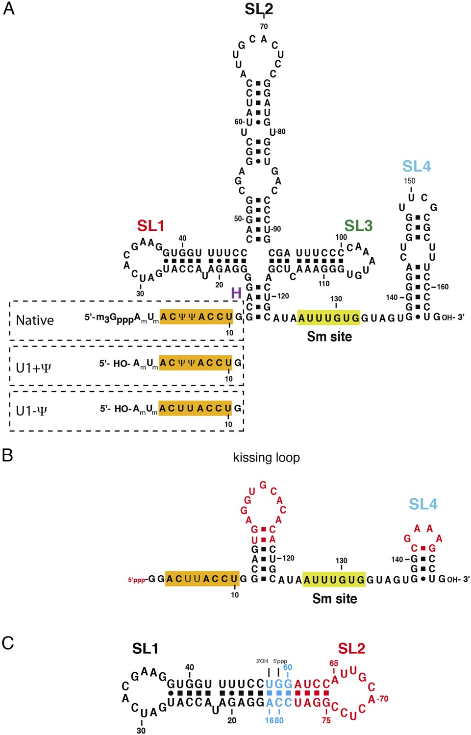 Figures and data in Crystal structure of human U1 snRNP, a small