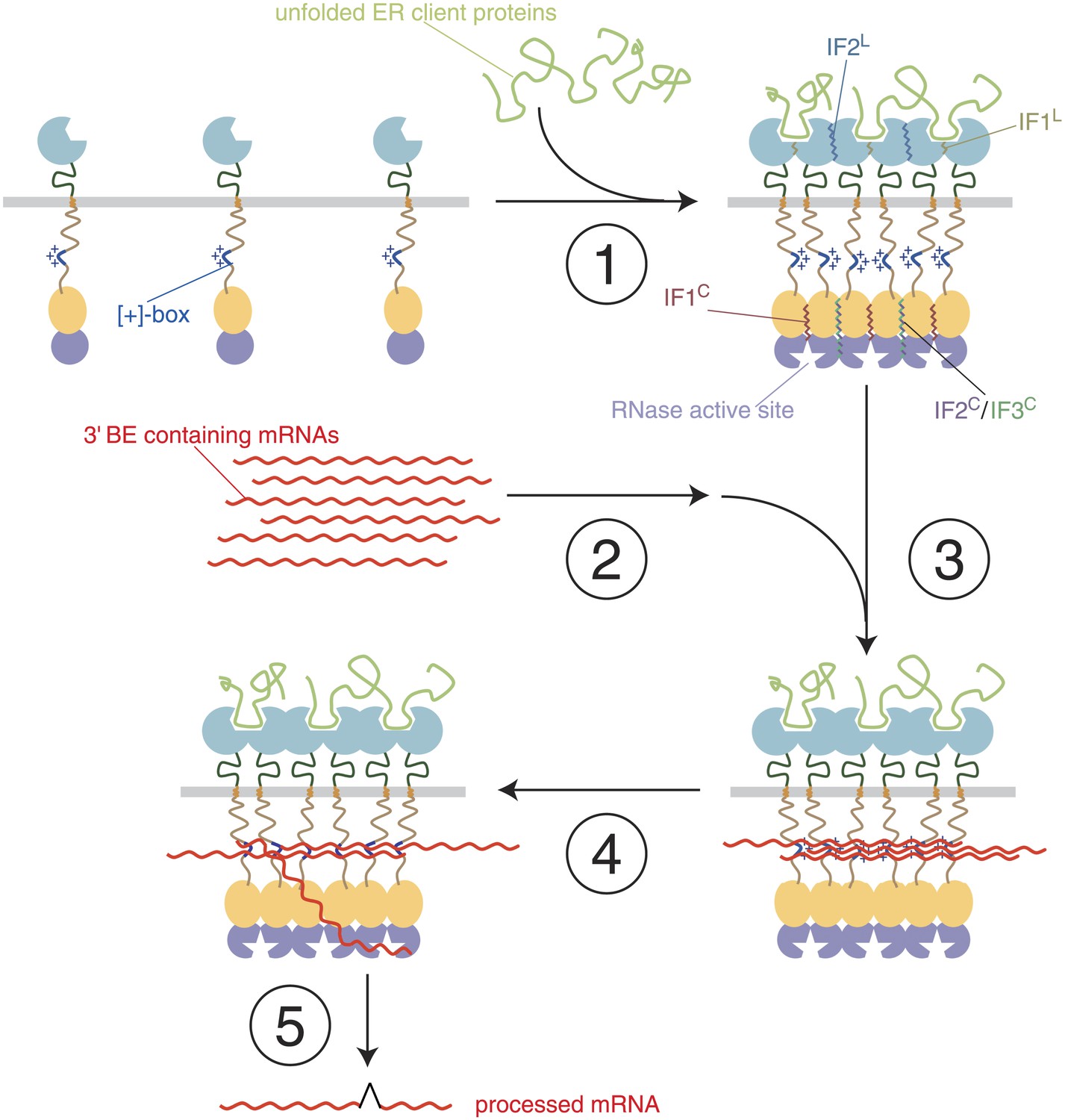 Specificity in endoplasmic reticulum-stress signaling in yeast entails ...