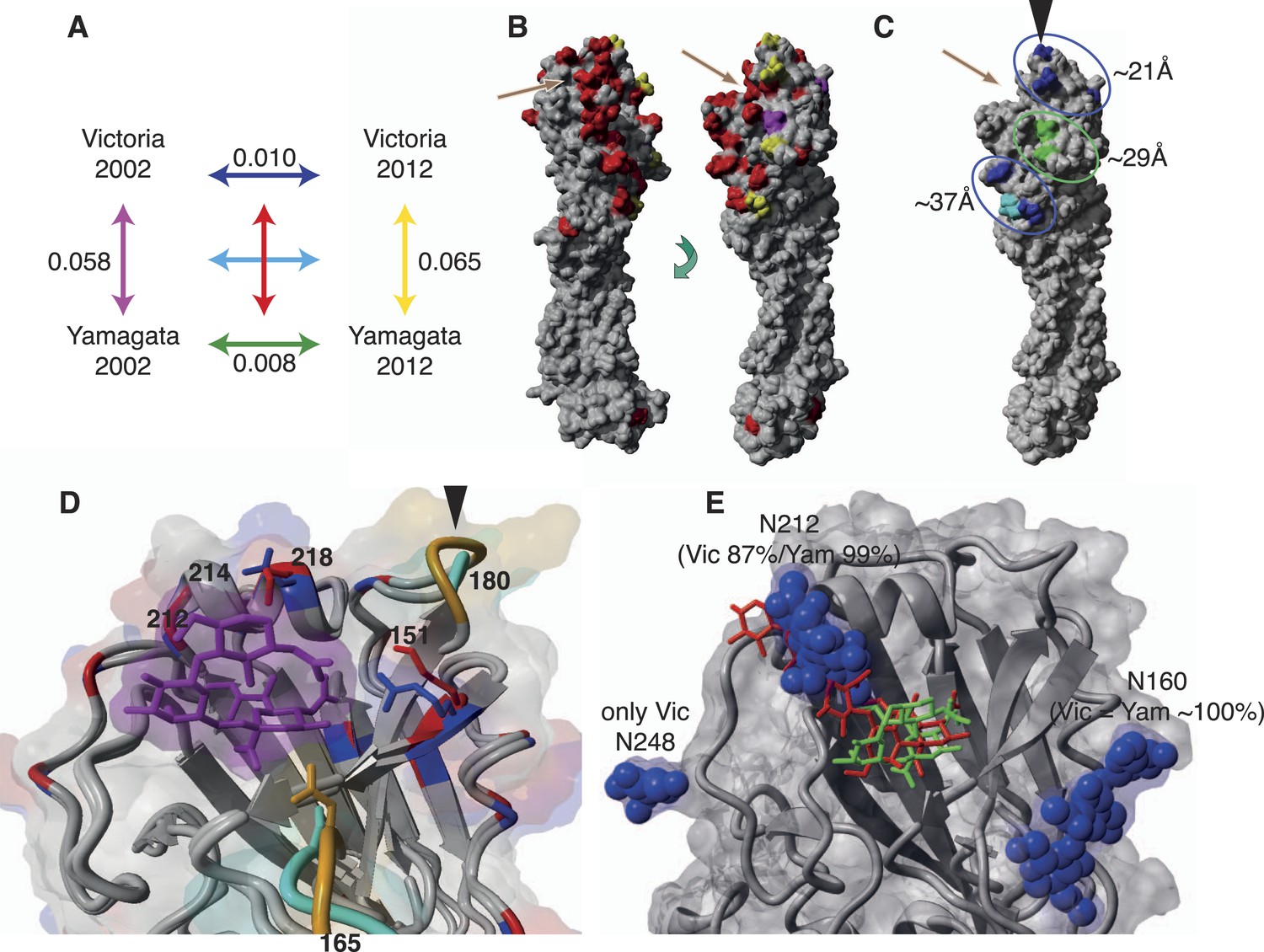 Figures And Data In The Contrasting Phylodynamics Of Human Influenza B ...