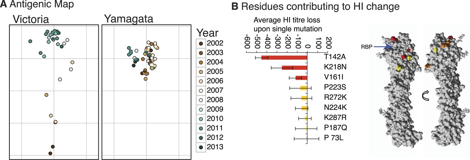 Figures And Data In The Contrasting Phylodynamics Of Human Influenza B ...