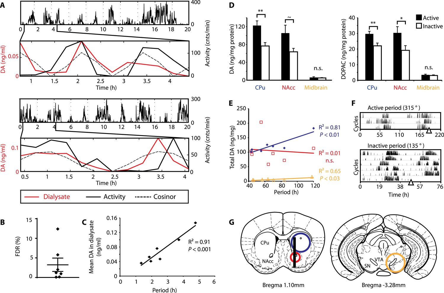 A highly tunable dopaminergic oscillator generates ultradian