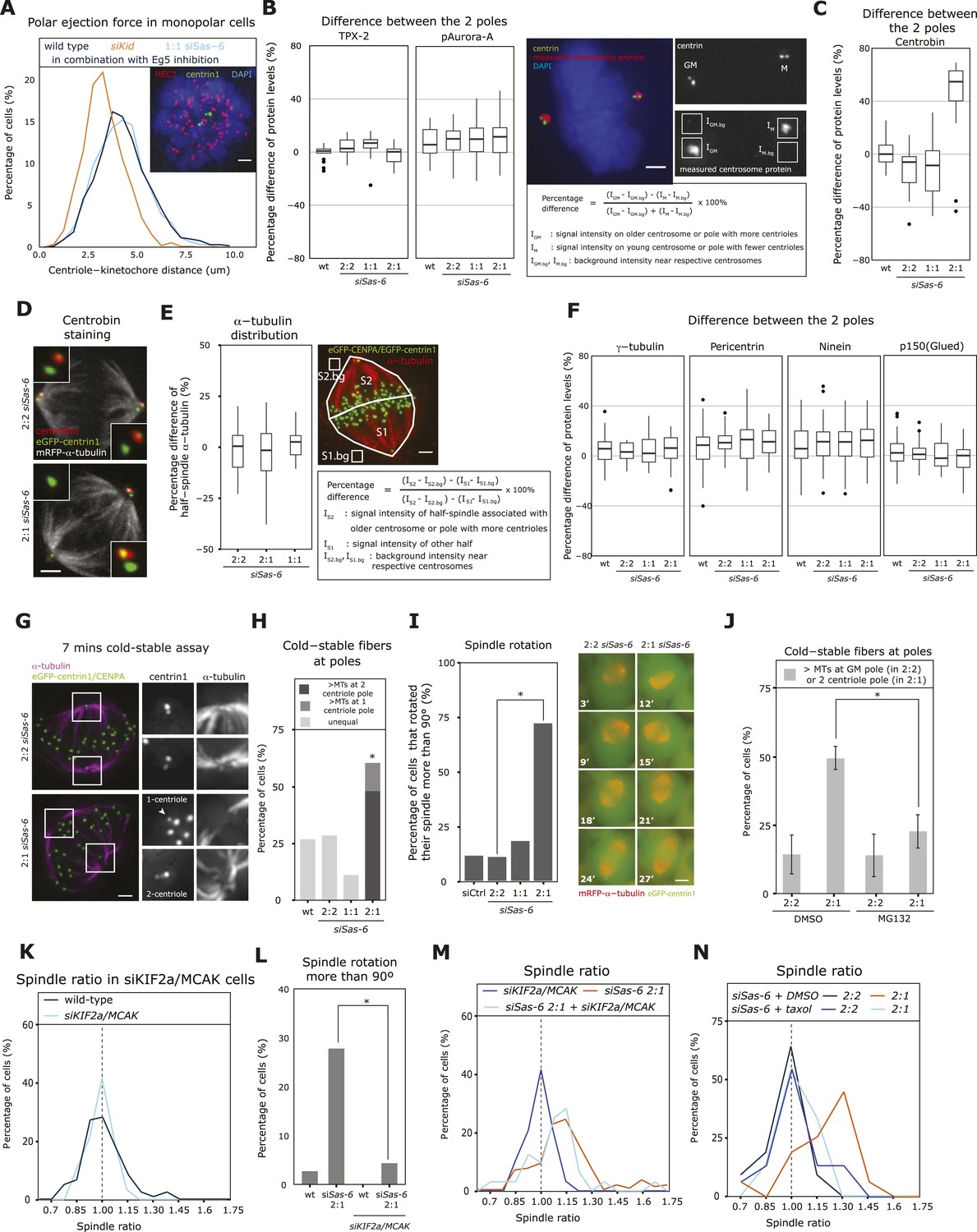 The equatorial position of the metaphase plate ensures symmetric cell ... Biology Diagrams