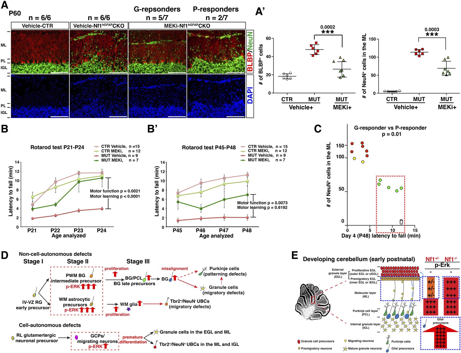 Figures and data in Transient inhibition of the ERK pathway prevents ...