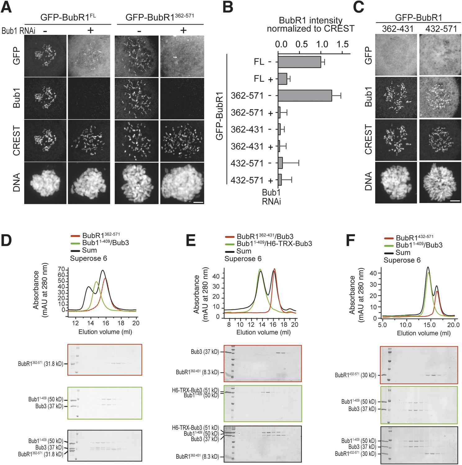 A molecular basis for the differential roles of Bub1 and BubR1 in the