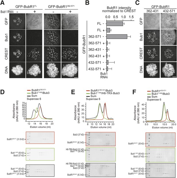 A molecular basis for the differential roles of Bub1 and BubR1 in the ... Biology Diagrams