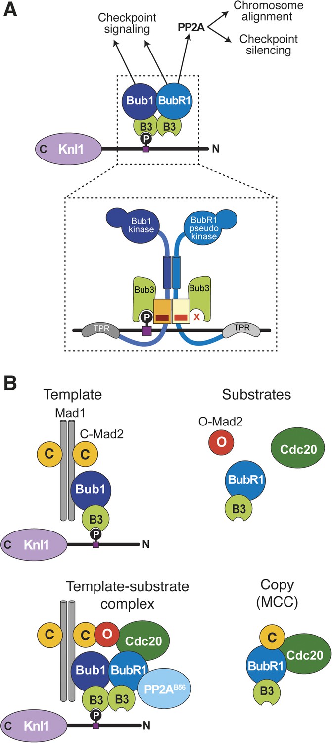 Figures and data in A molecular basis for the differential roles of ... Biology Diagrams