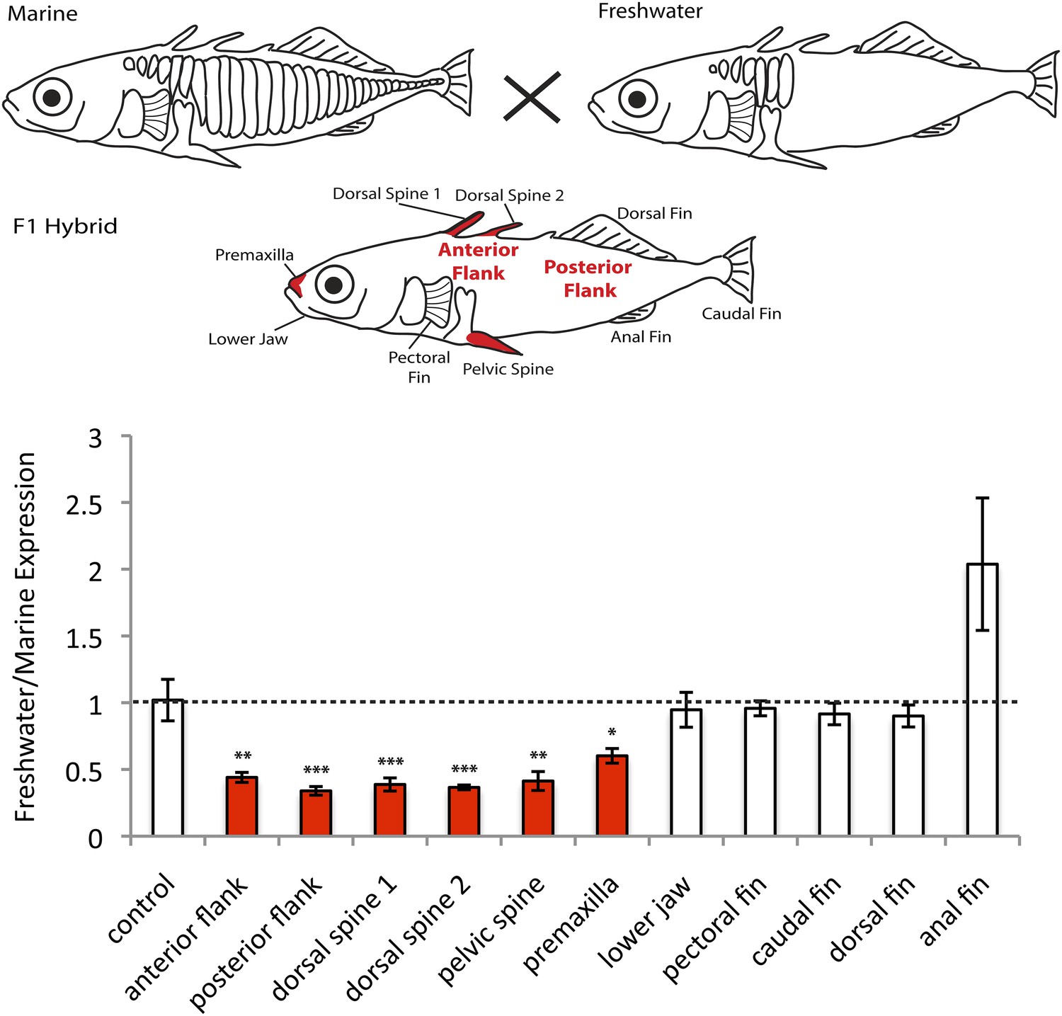 case study stickleback fish gene expression