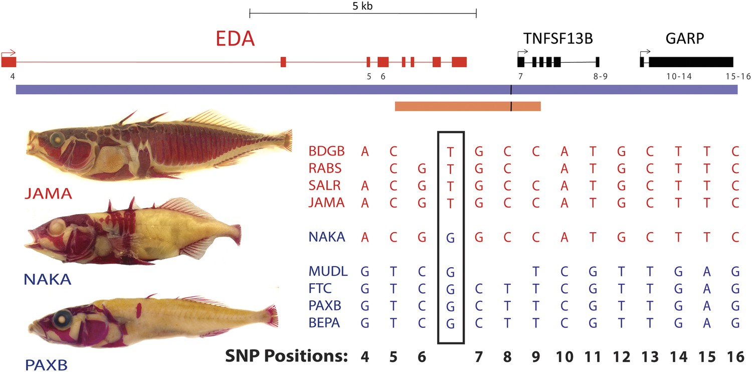 case study stickleback gene regulation