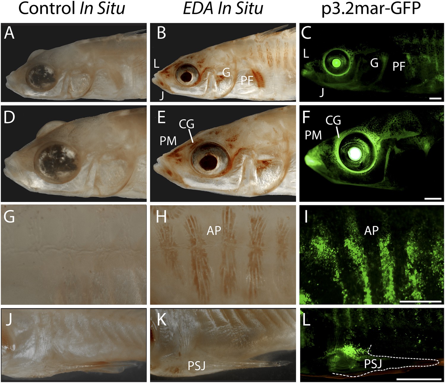 case study stickleback fish gene expression