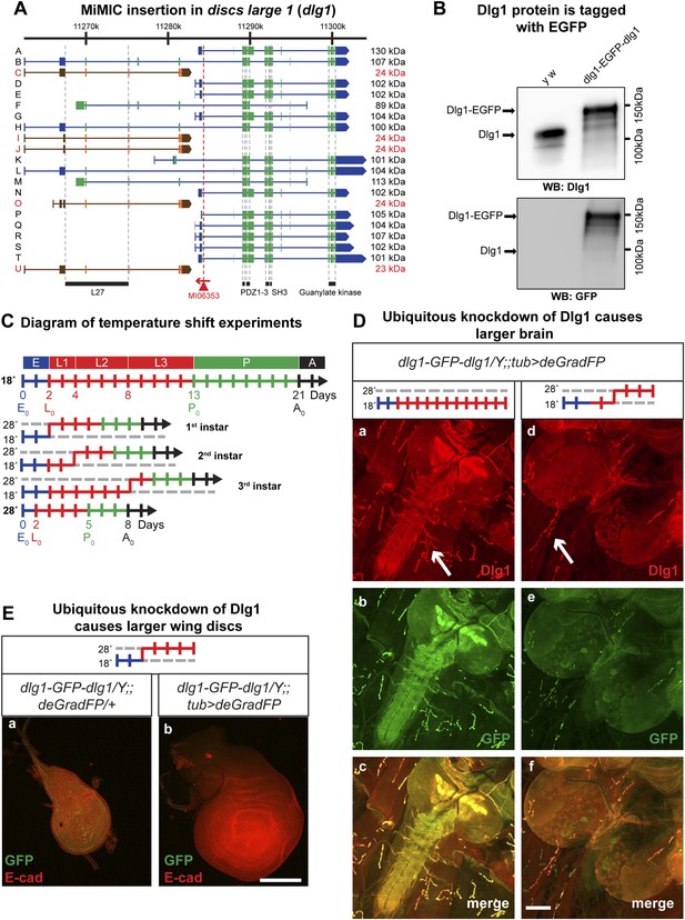 Figures And Data In A Library Of MiMICs Allows Tagging Of Genes And ...