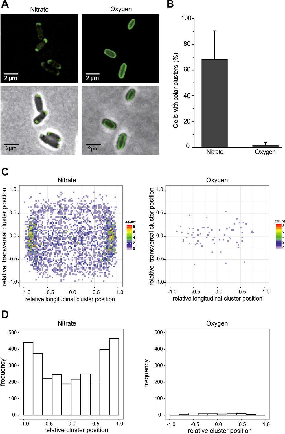 Figures and data in Dynamic subcellular localization of a respiratory ...