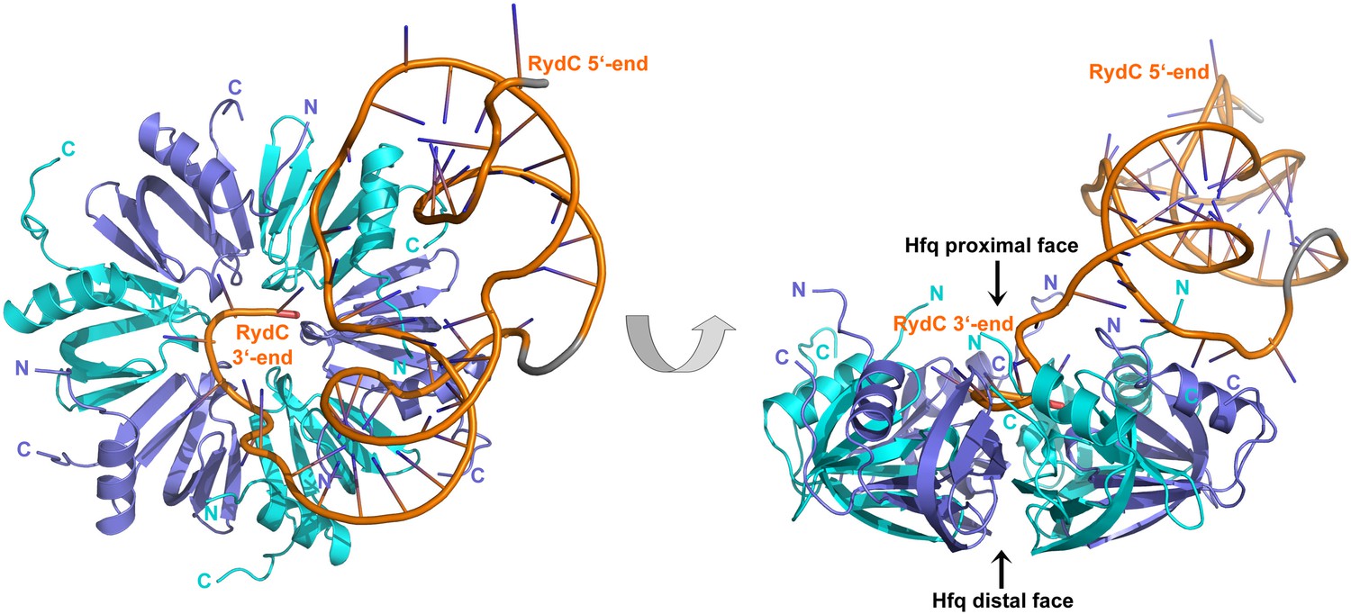 Recognition Of The Small Regulatory RNA RydC By The Bacterial Hfq ...