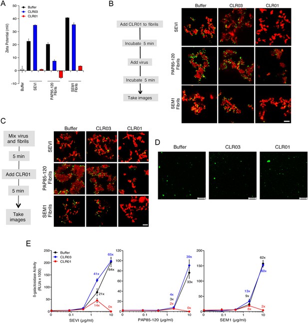 A molecular tweezer antagonizes seminal amyloids and HIV infection | eLife