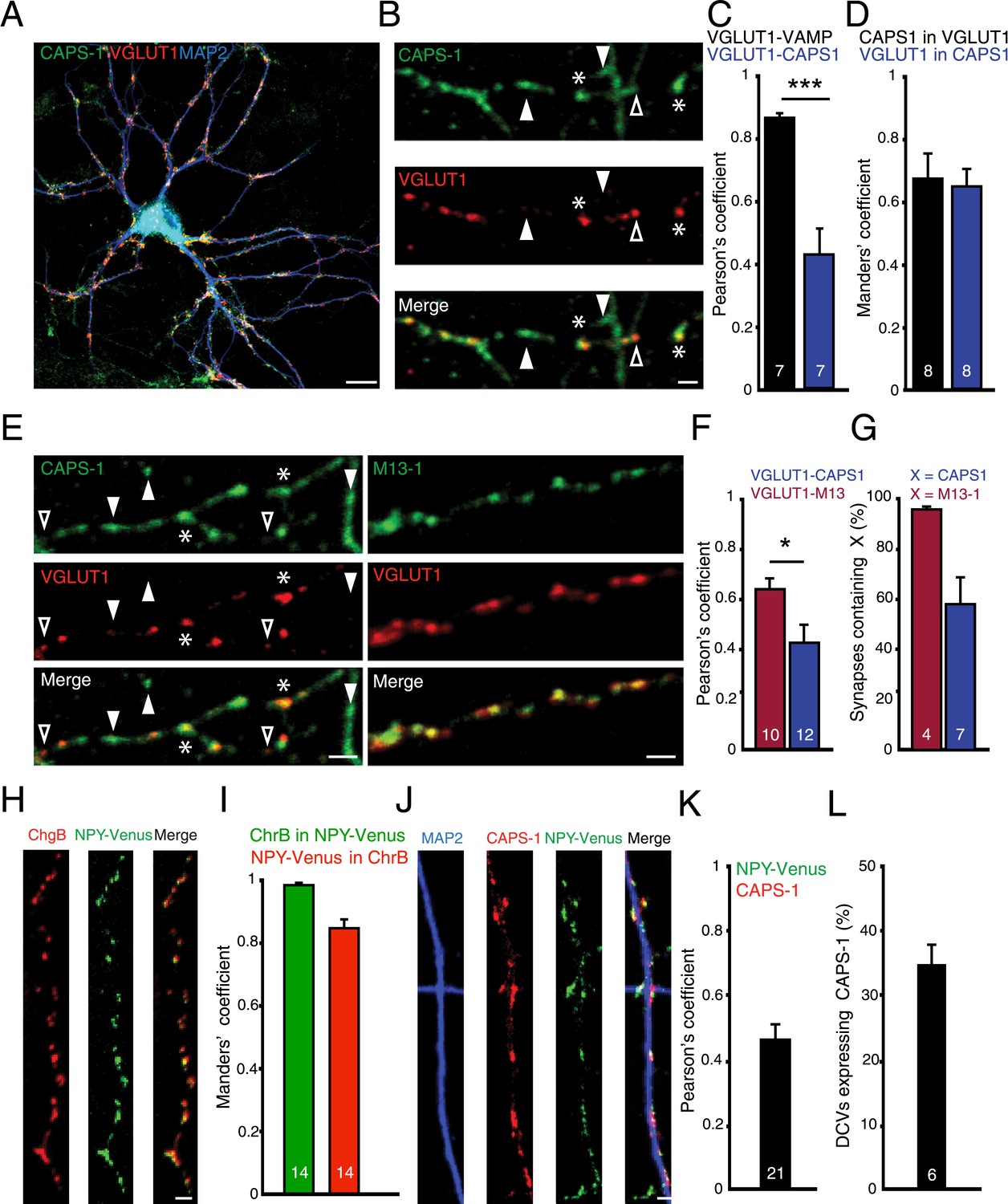 CAPS-1 promotes fusion competence of stationary dense-core CAPS-1 promotes fusion competence of stationary dense-core