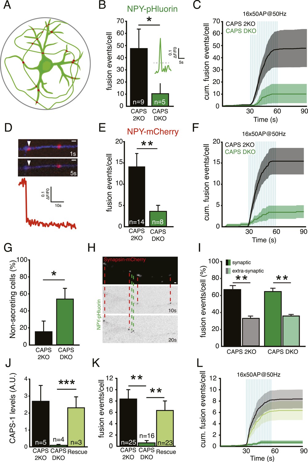 CAPS-1 promotes fusion competence of stationary dense-core