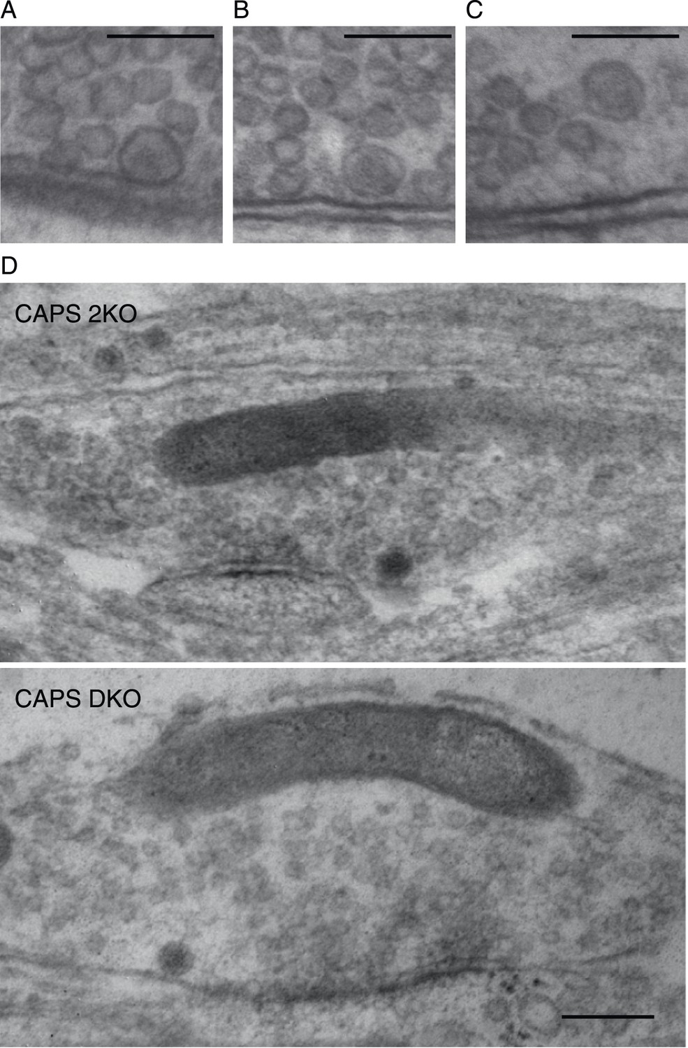 CAPS-1 promotes fusion competence of stationary dense-core
