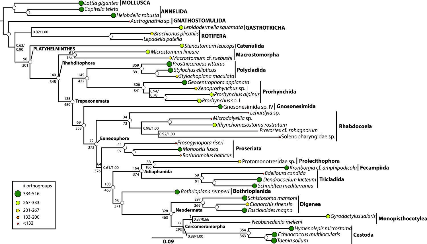 A Deuterostomia eredete - PDF Ingyenes letöltés - Phylum platyhelminthes phylogeny
