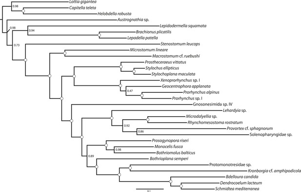 Figures and data in Nuclear genomic signals of the ‘microturbellarian ...