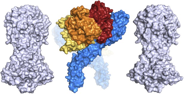 Structural basis for ligand and innate immunity factor uptake by the ...