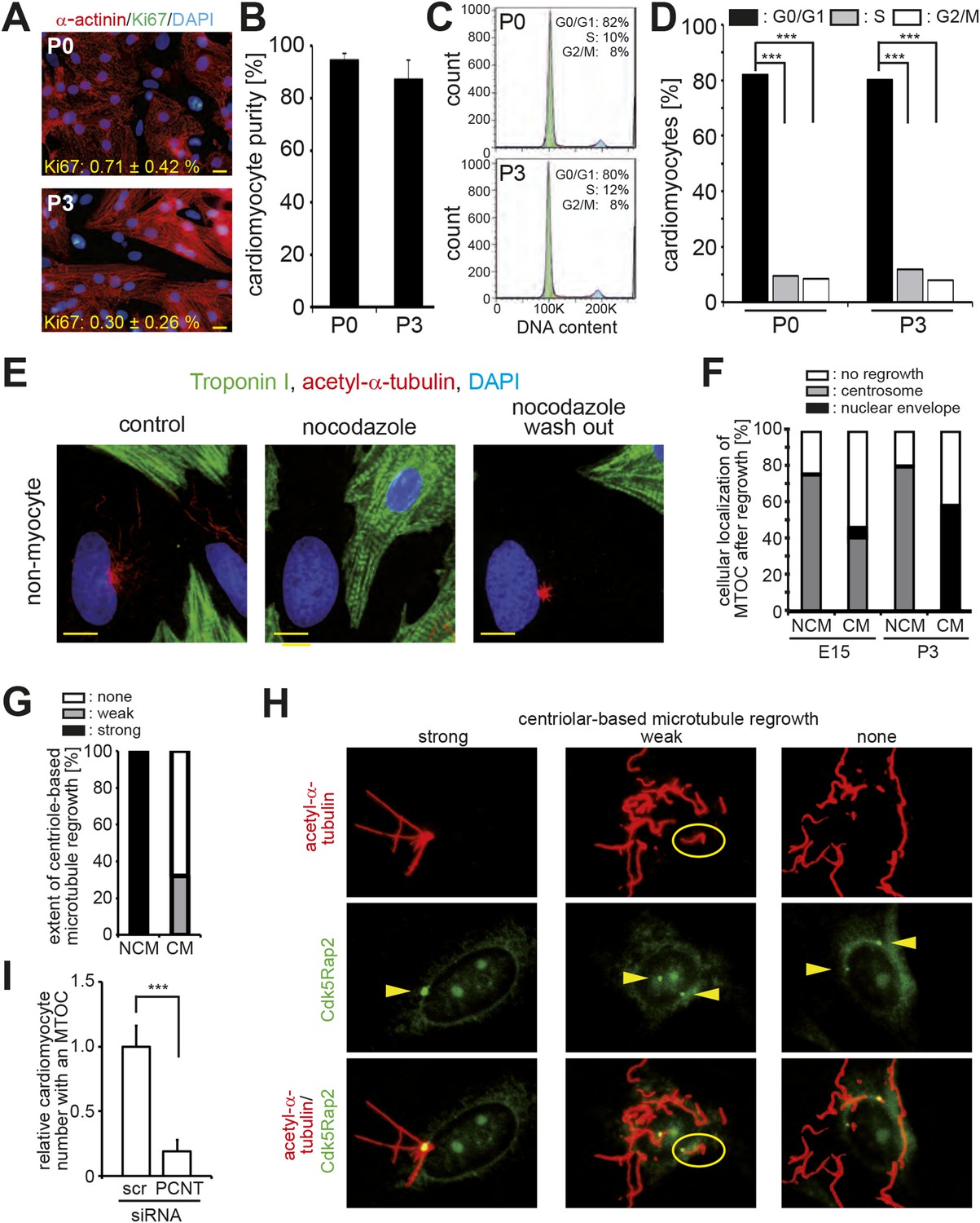 Figures and data in Developmental alterations in centrosome integrity ...