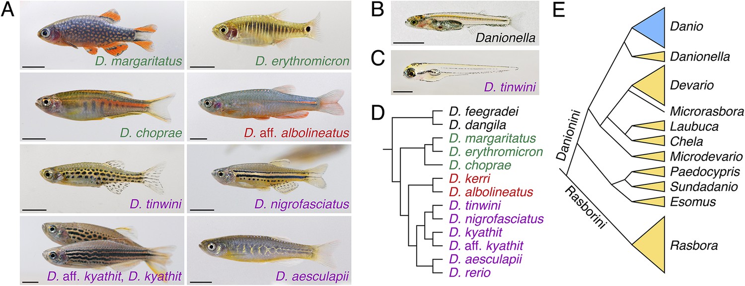 The Natural History Of Model Organisms: Advancing Biology Through A ...