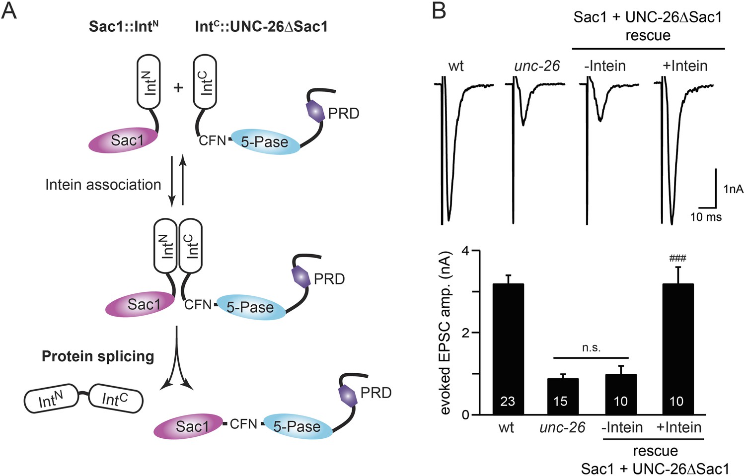 Synaptojanin cooperates in vivo with endophilin through an unexpected ...