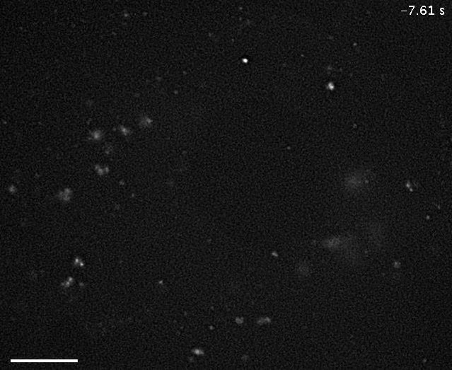 Figures and data in A novel isoform of MAP4 organises the paraxial ...