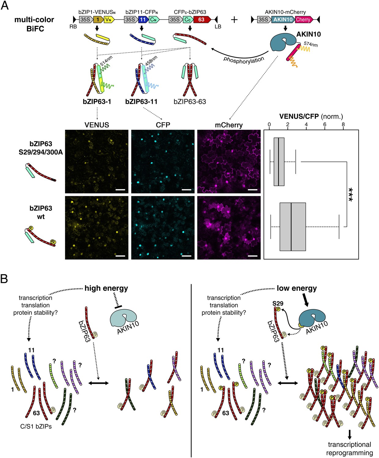 SnRK1-triggered switch of bZIP63 dimerization mediates the low-energy ...