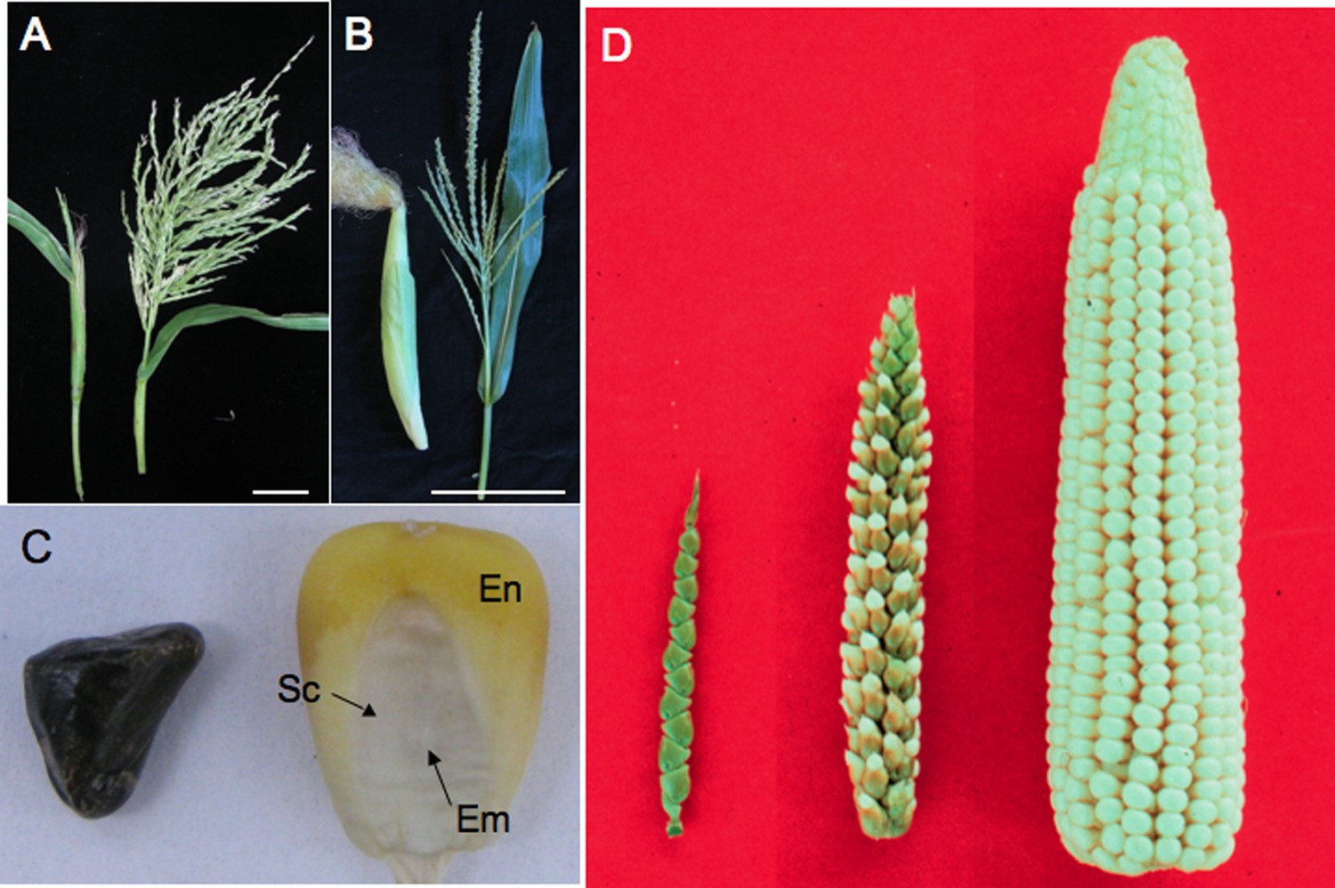 The Natural History of Model Organisms: Genetic, evolutionary and plant breeding insights from the domestication of maize | eLife