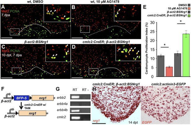 Nrg1 is an injury-induced cardiomyocyte mitogen for the endogenous