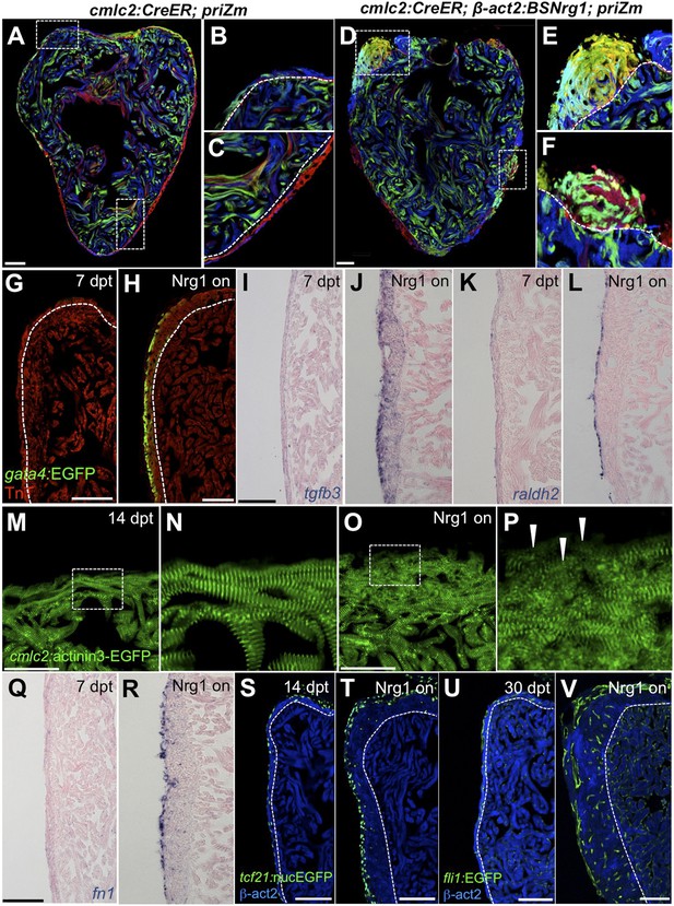 Nrg1 is an injury-induced cardiomyocyte mitogen for the endogenous