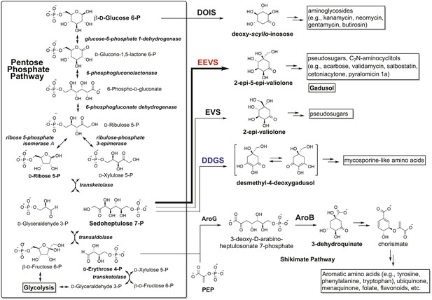 Figures and data in De novo synthesis of a sunscreen compound in ...