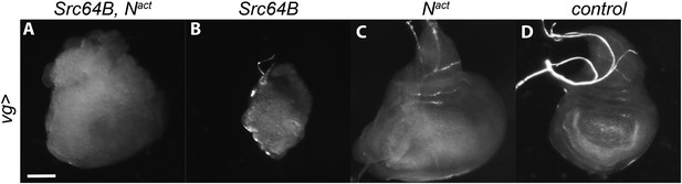 Figures And Data In The Notch Mediated Hyperplasia Circuitry In