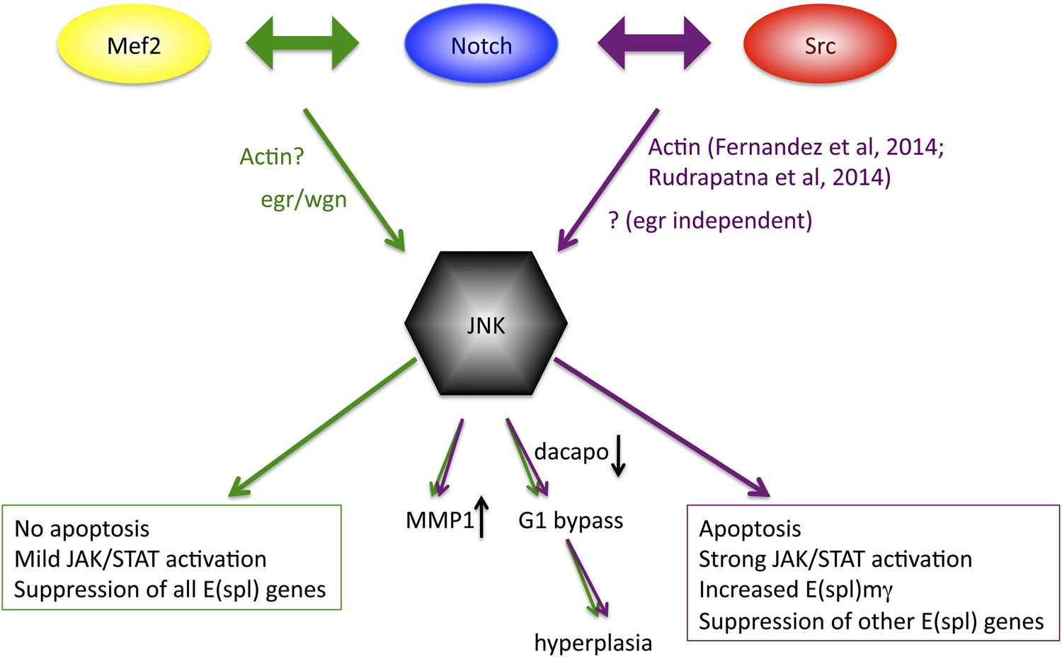 Figures And Data In The Notch Mediated Hyperplasia Circuitry In