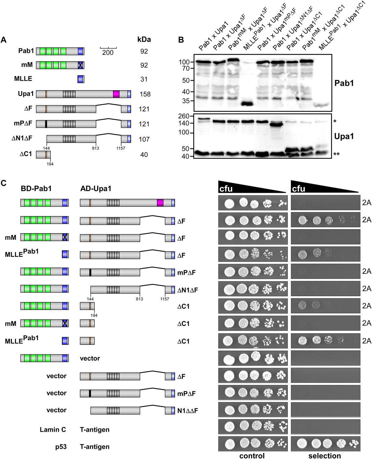 Figures and data in A FYVE zinc finger domain protein specifically ...