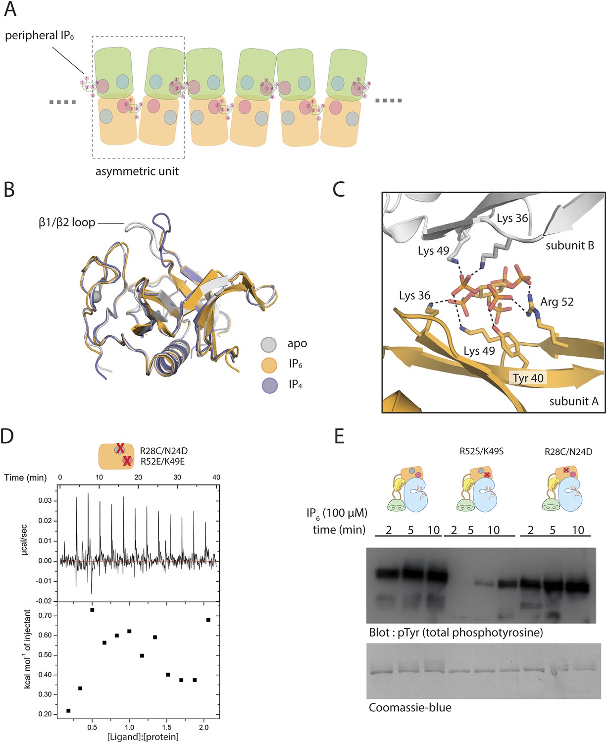 Figures And Data In Autoinhibition Of Brutons Tyrosine Kinase Btk