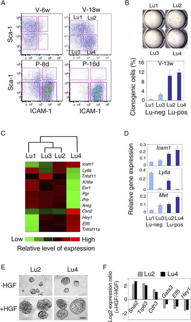 Figures And Data In Paracrine Met Signaling Triggers Epithelial ...