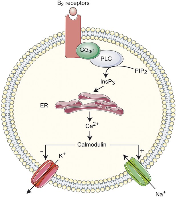 Sensitization of neonatal rat lumbar motoneuron by the inflammatory ...