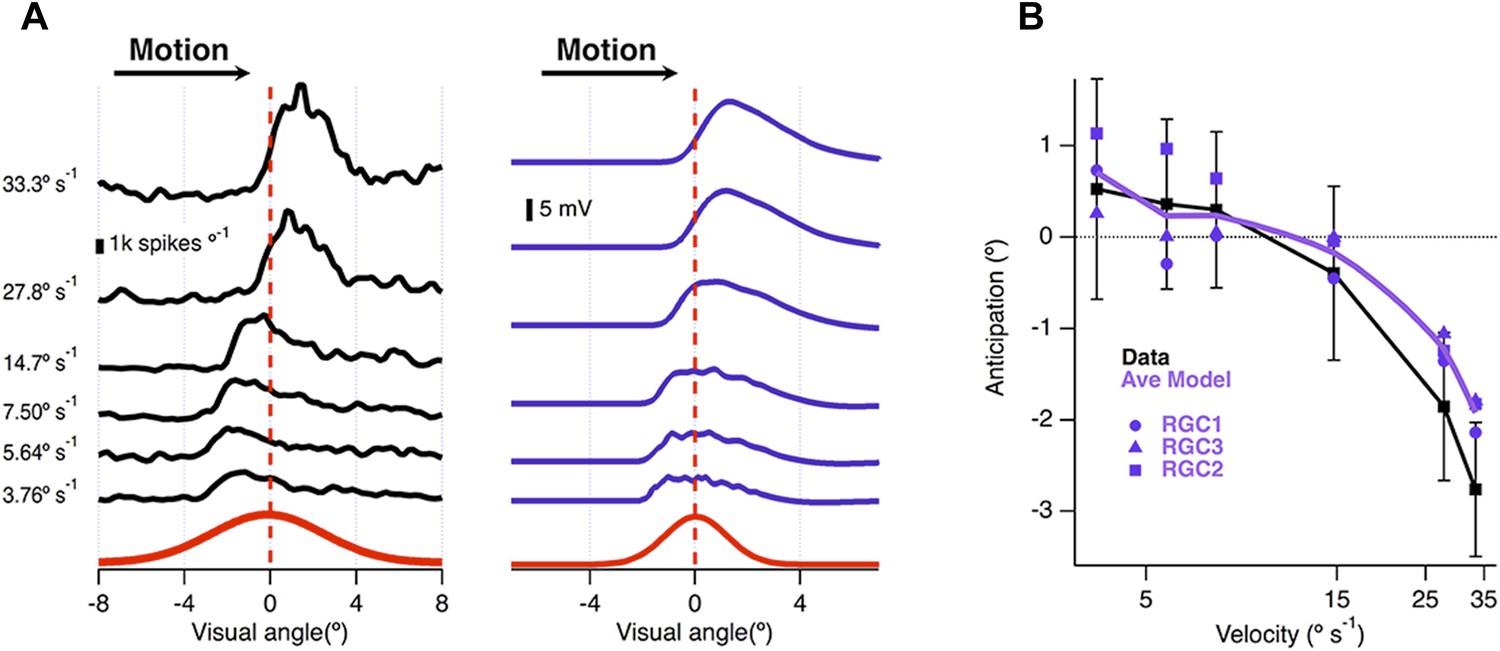 Figures And Data In General Features Of The Retinal Connectome ...