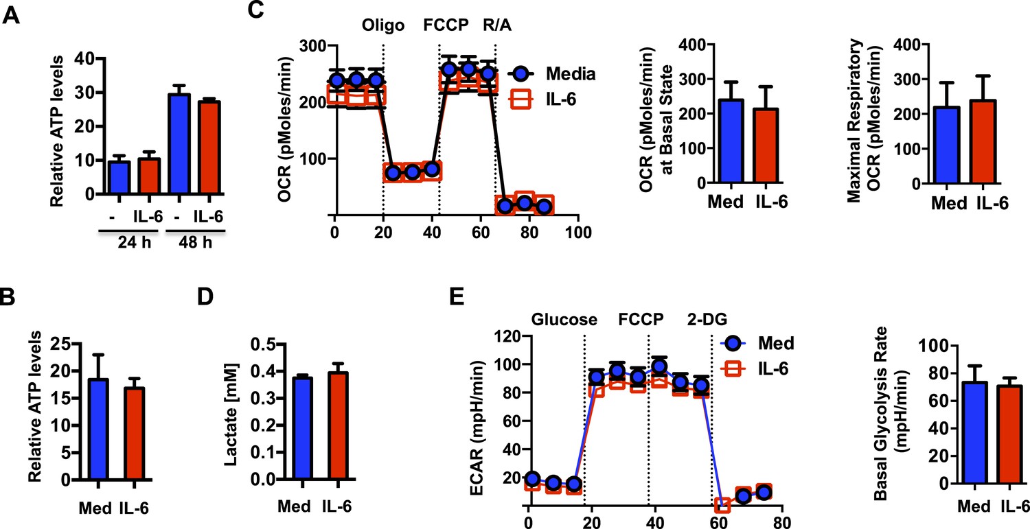 Mitochondrial Ca2 And Membrane Potential An Alternative Pathway For Interleukin 6 To Regulate