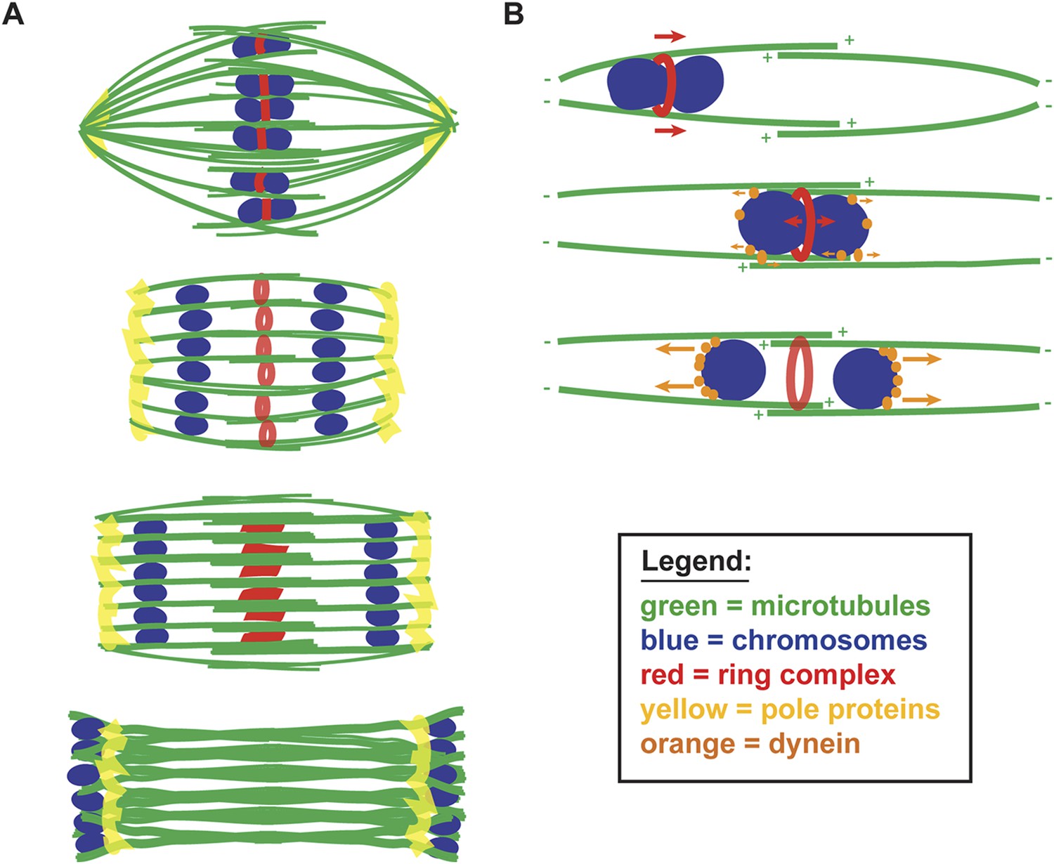 Kinetochore Independent Chromosome Segregation Driven By Lateral