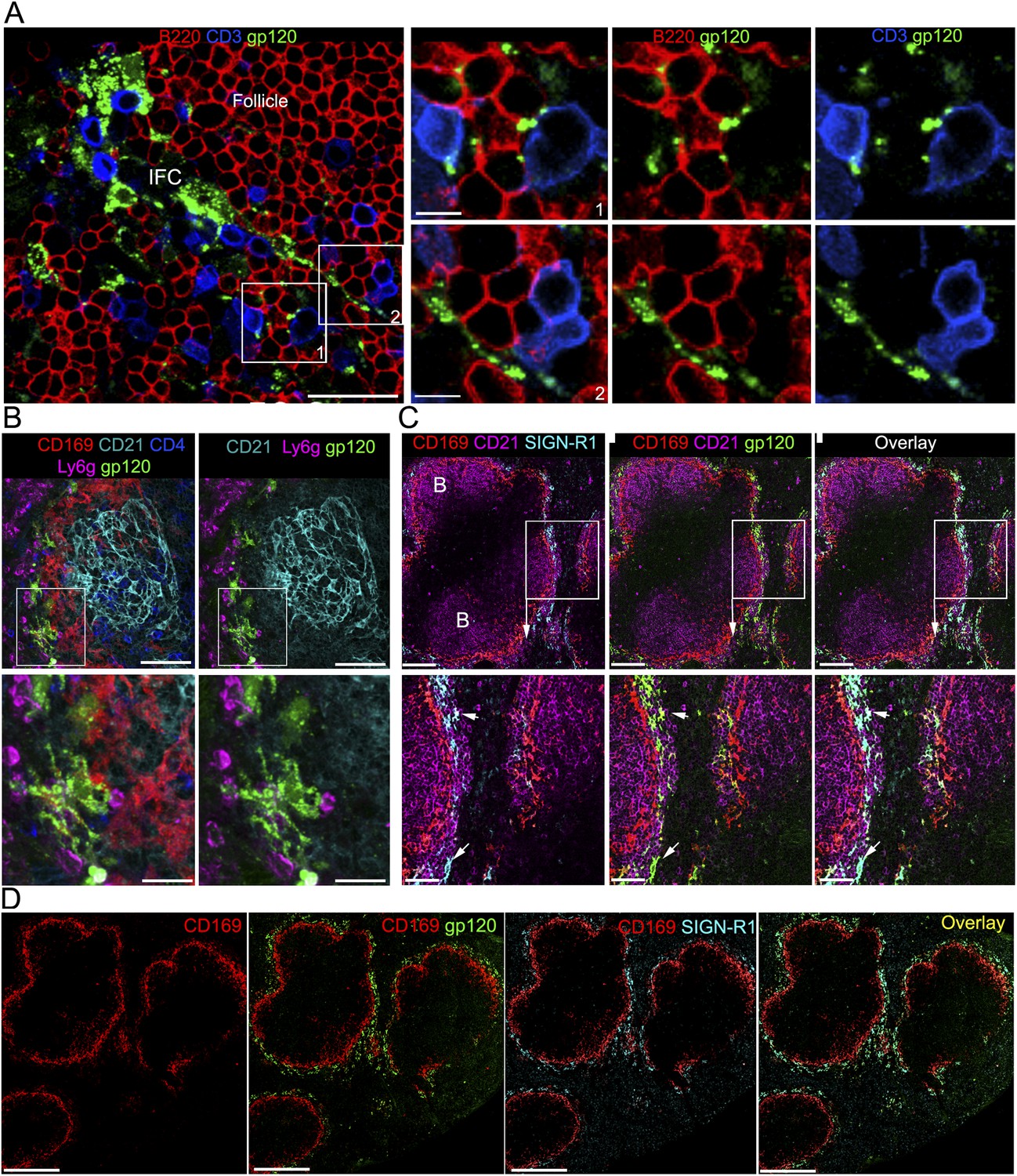 The HIV-1 envelope protein gp120 is captured and displayed for B cell ...