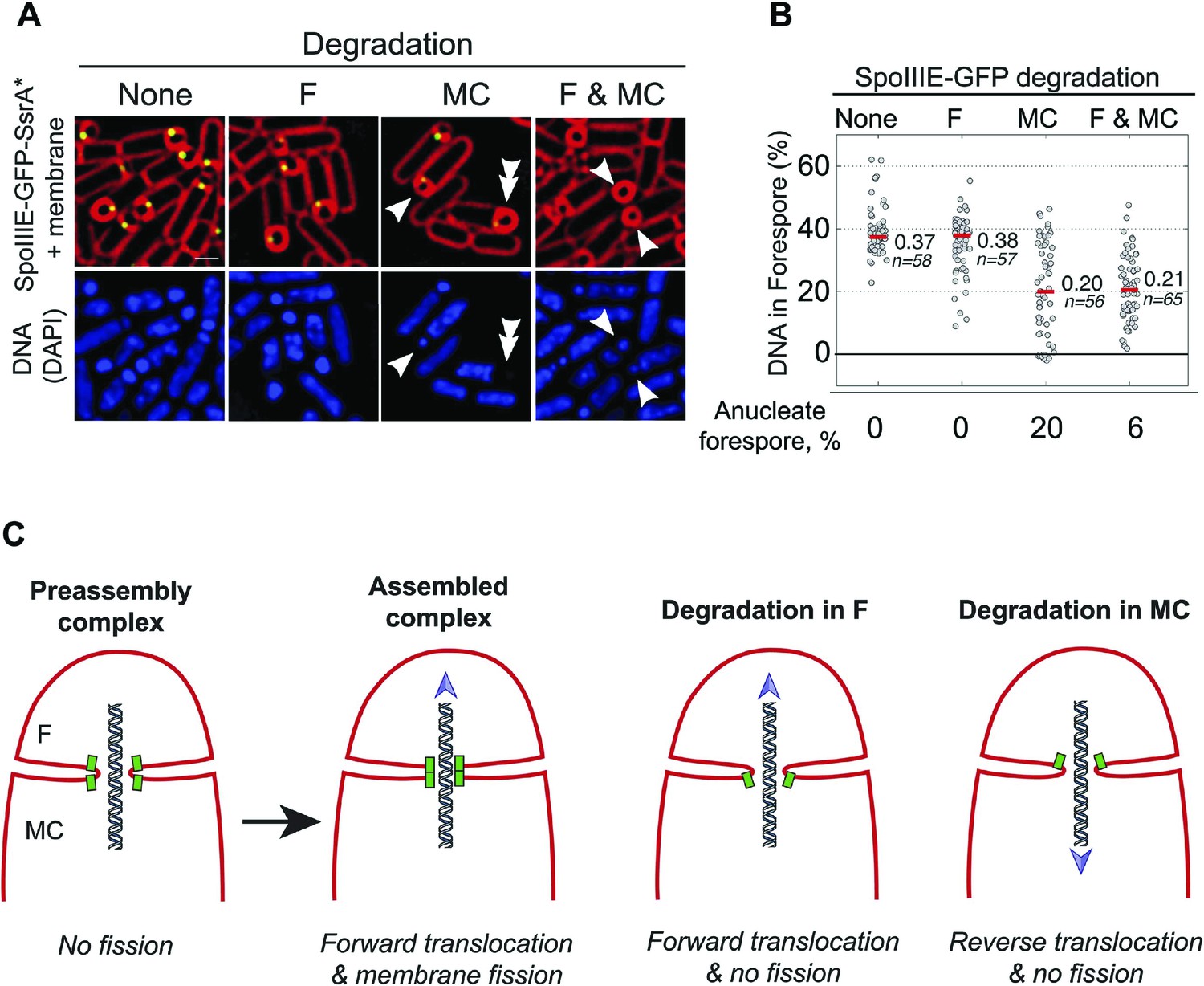 Visualization And Functional Dissection Of Coaxial Paired SpoIIIE ...