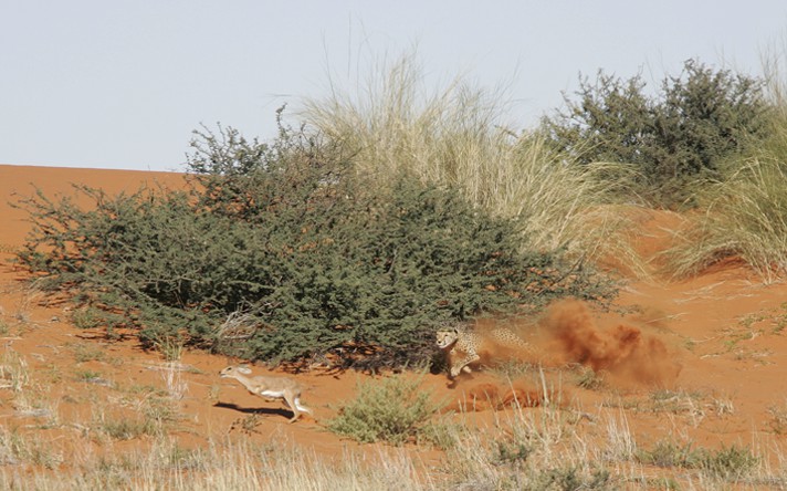 A puma runs with a sudden burst of speed. hot sale which process gives the puma the energy it needs