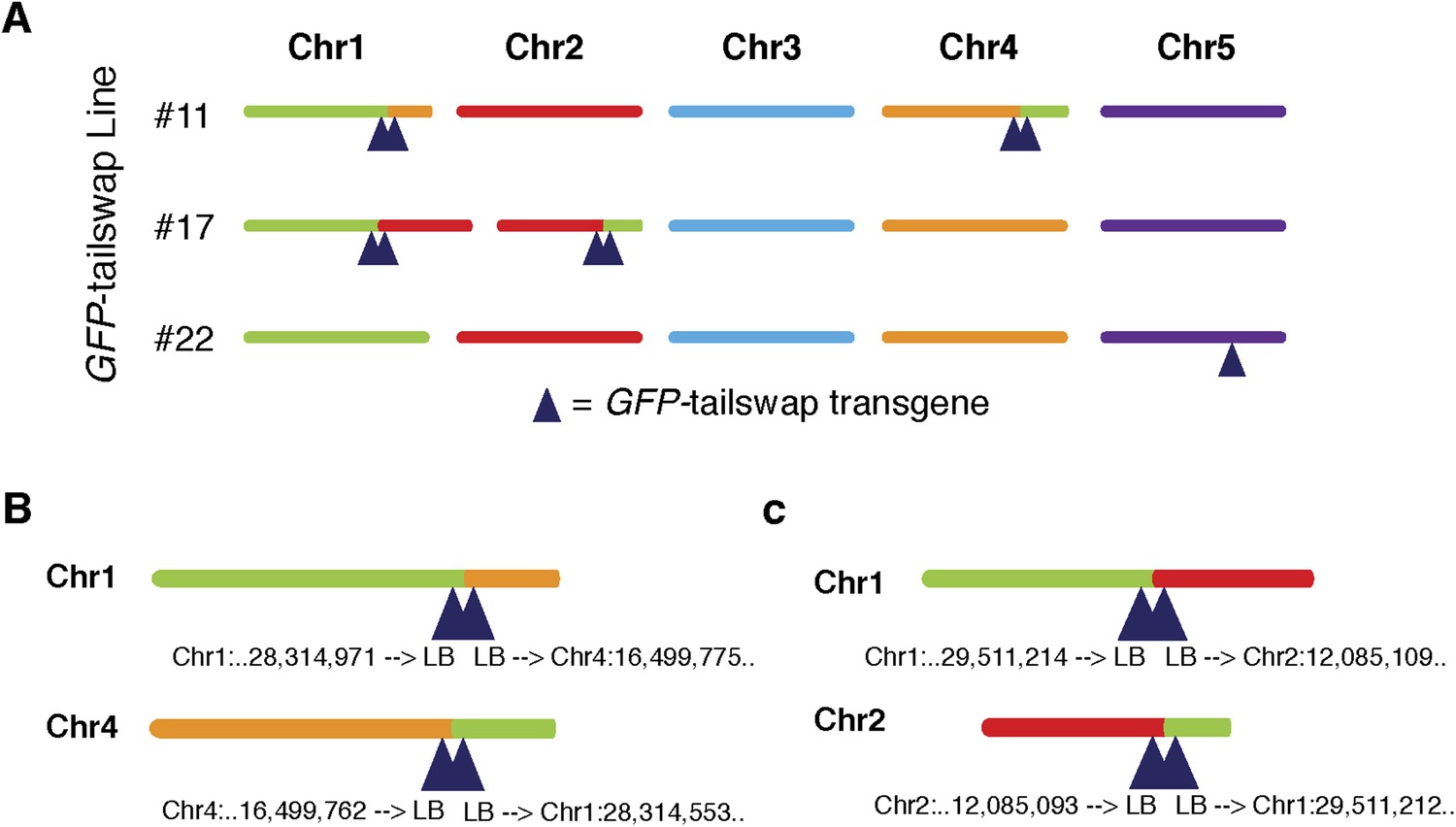 Figures And Data In Catastrophic Chromosomal Restructuring During Genome Elimination In Plants