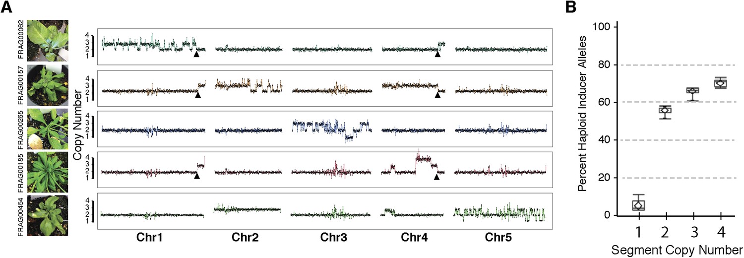 Figures And Data In Catastrophic Chromosomal Restructuring During Genome Elimination In Plants