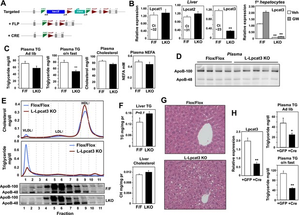 Lpcat3-dependent Production Of Arachidonoyl Phospholipids Is A Key 