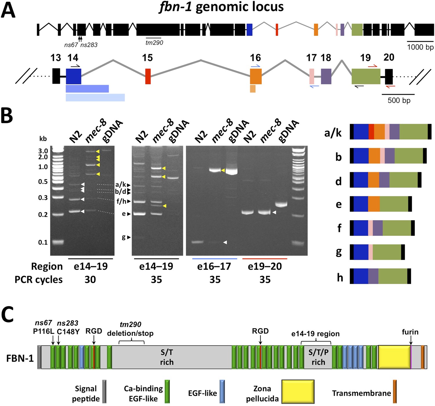 FBN-1, a fibrillin-related protein, is required for resistance of the ...