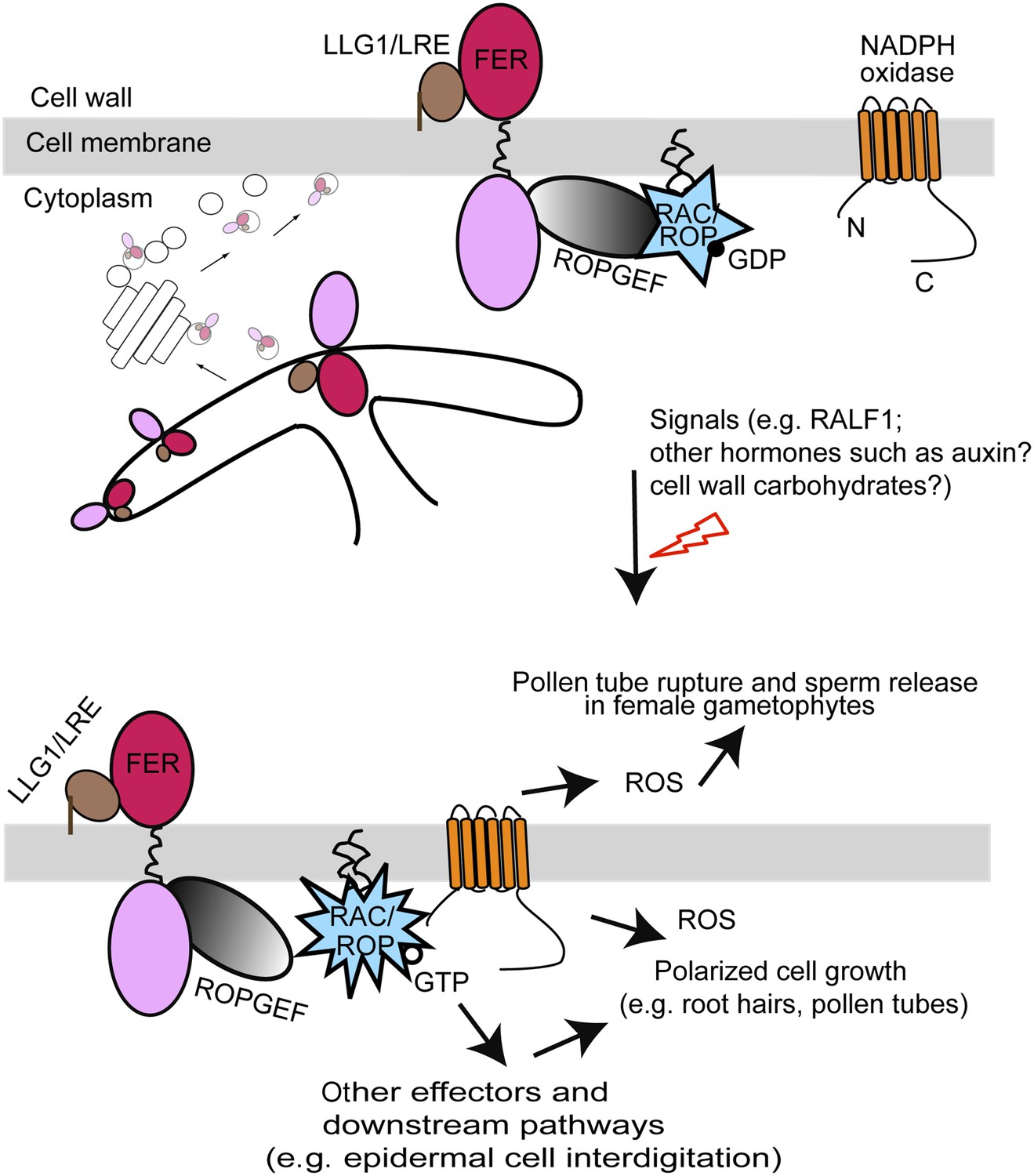 Figures and data in Glycosylphosphatidylinositol-anchored proteins as ...